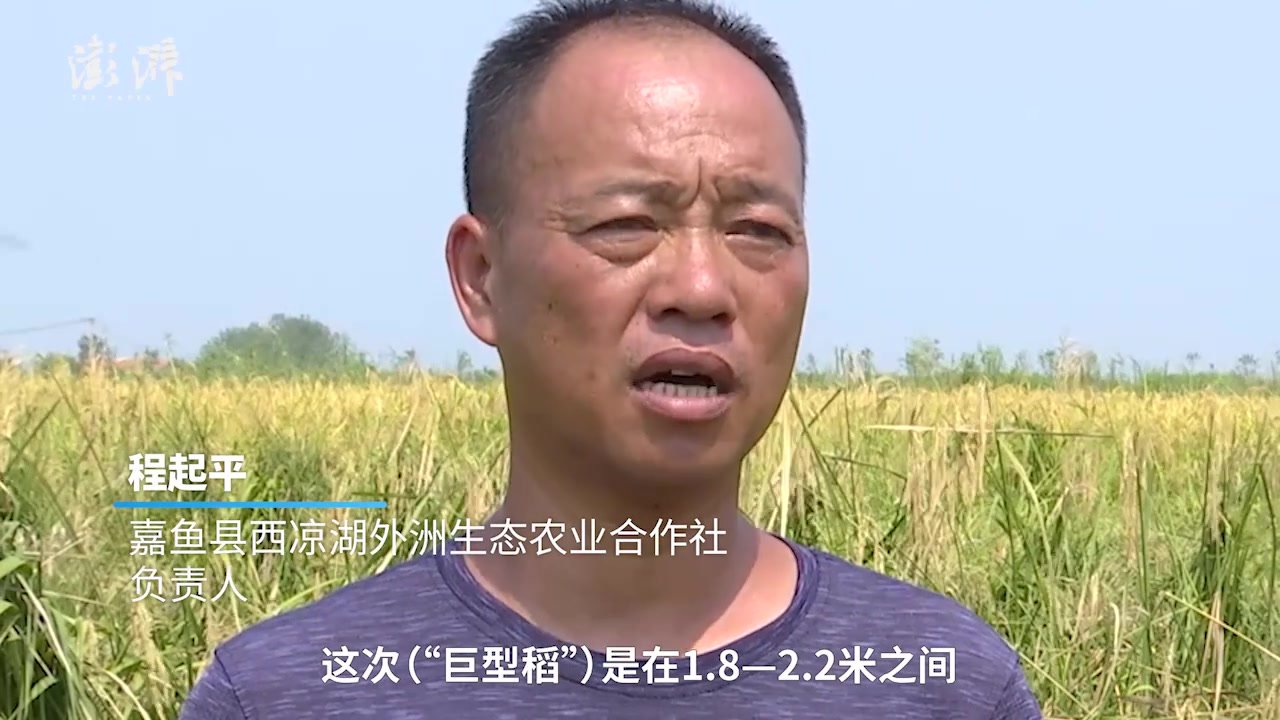 湖北咸宁“巨型稻”丰收：株高超1.8米，亩产1700斤