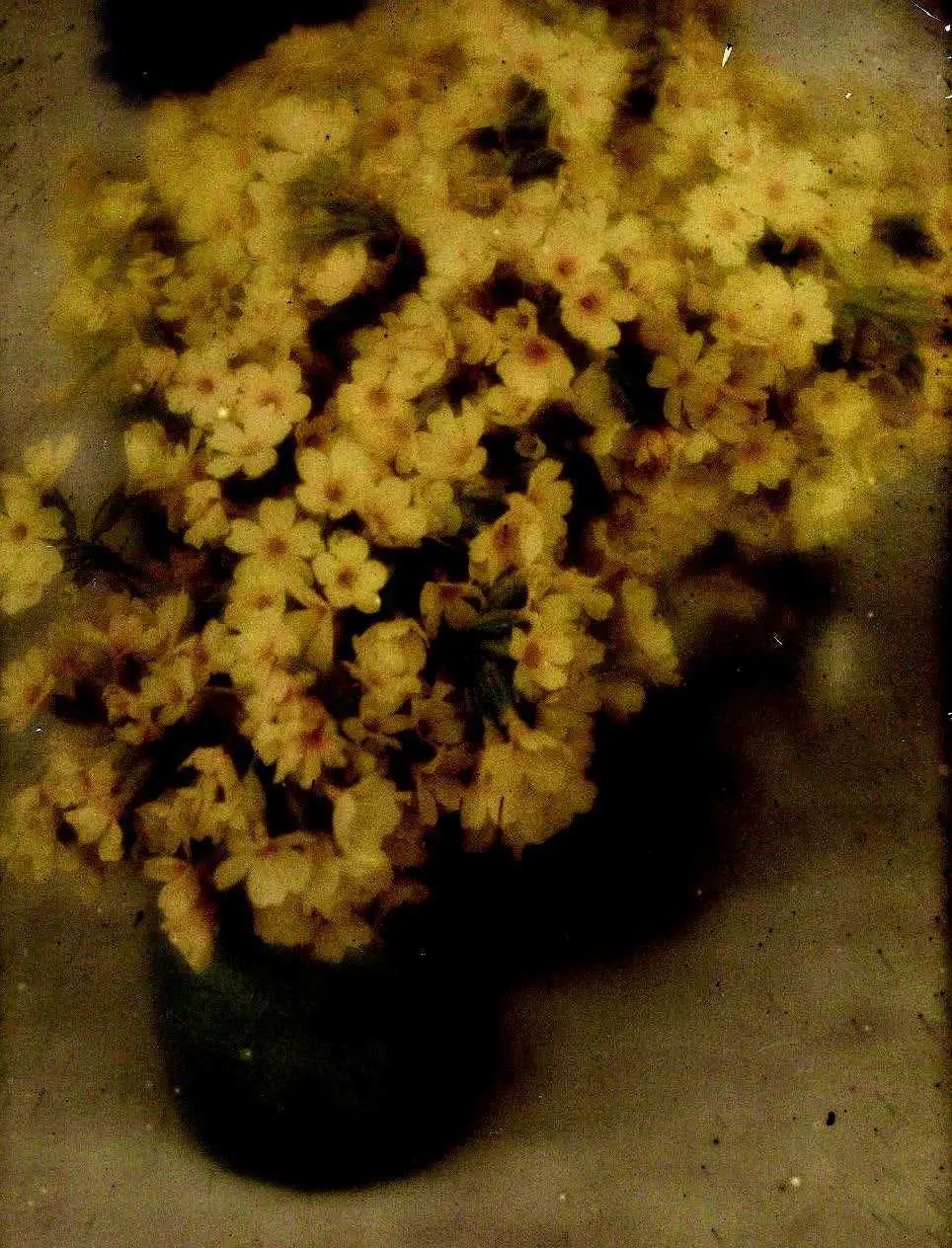 海因里希·库恩，《花静物》（Still Life with Flowers），约1908年