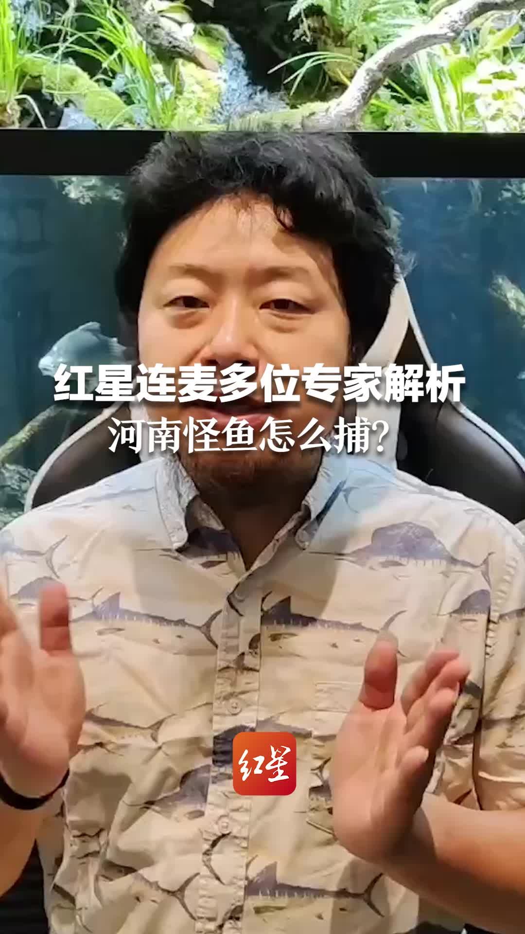 红星连麦多位专家解析  河南怪鱼怎么捕？