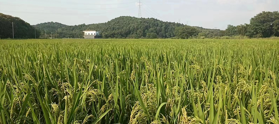 宜黄县稻田（宜黄县水利局 供图）