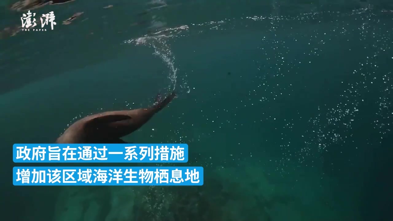 澳大利亚在悉尼港开展海洋生态保护行动