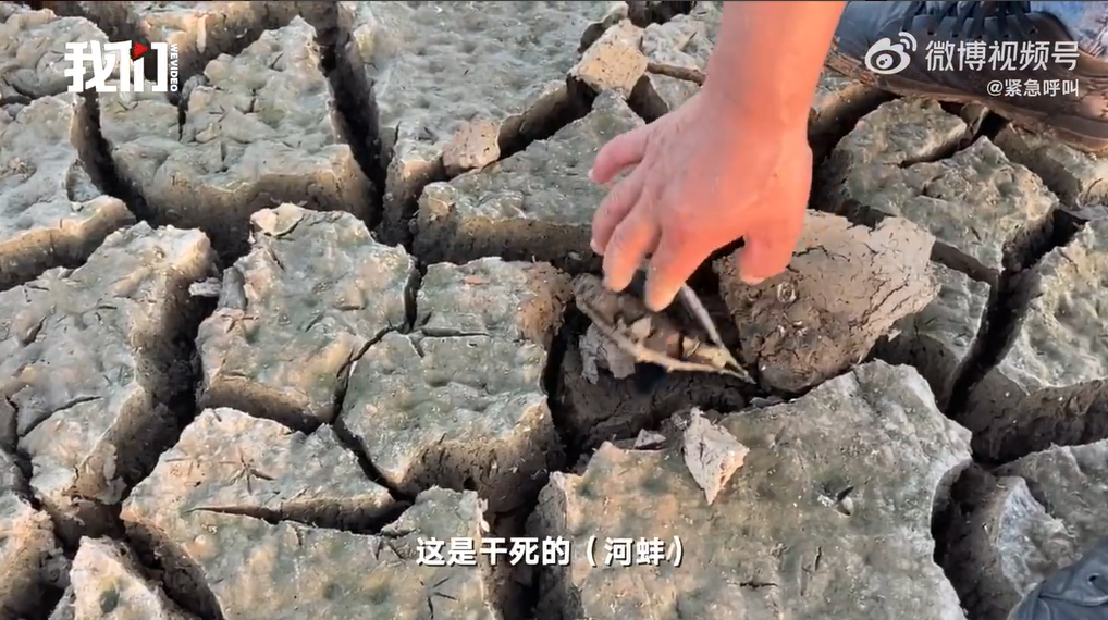干死的河蚌随处可见！鄱阳湖渔民称20年来第一次湖上骑车