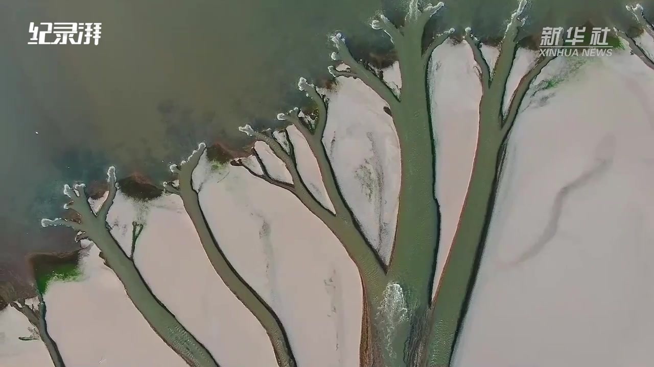 瞰见丨鄱阳湖现“大地之树”自然景观