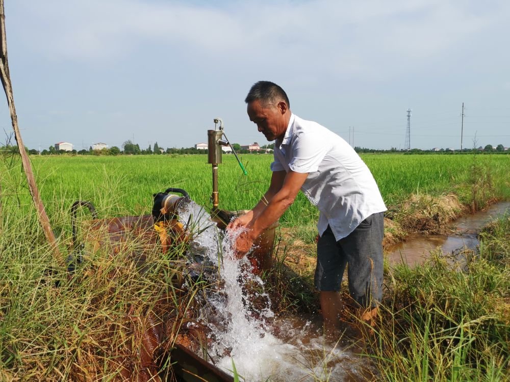 湖南省湘阴县鹤龙湖镇的抗旱保灌溉场景。新华社记者周楠摄