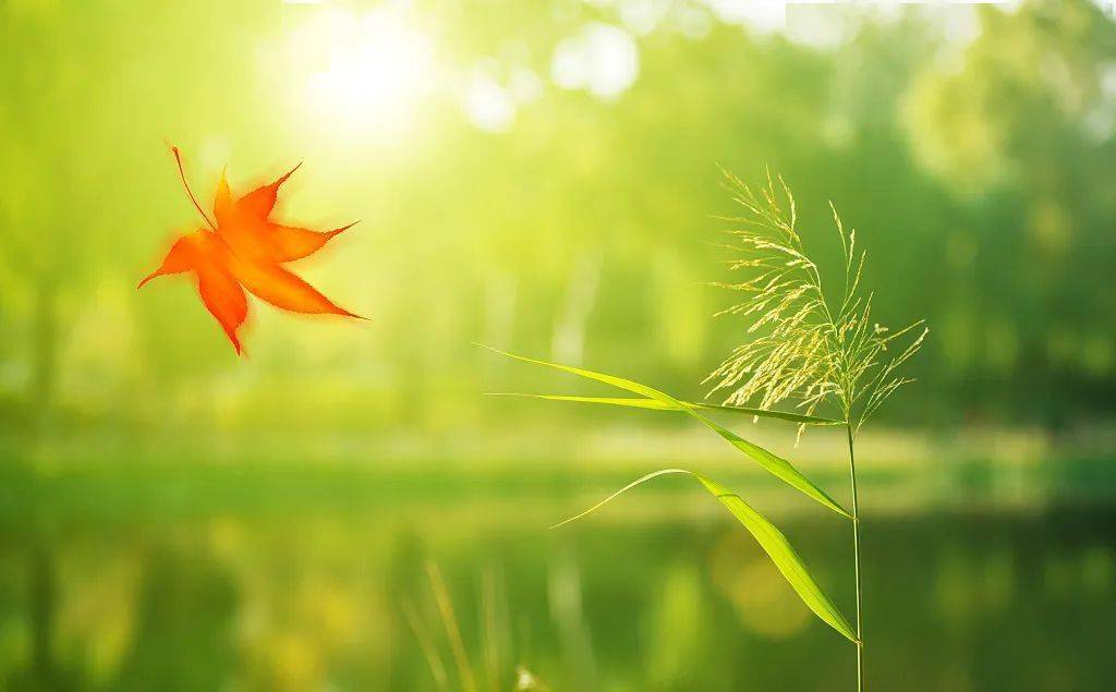 处暑节气丨历尽三伏热天凉好个秋