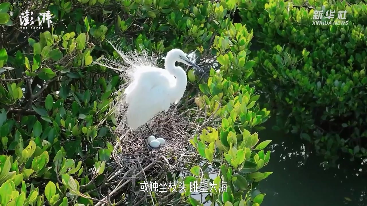 瞰见丨广东惠东考洲洋：鹭鸟天堂