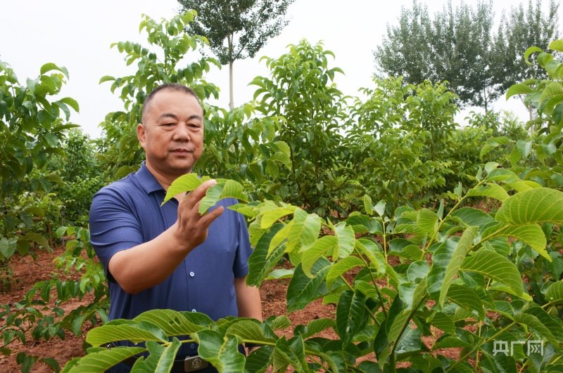 武向宁查看核桃树病虫害情况 央广网发 陈昉昉 摄