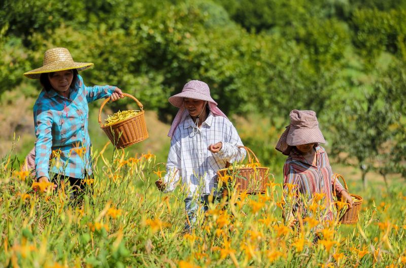 萍乡武功山：金针花海采摘忙（图）