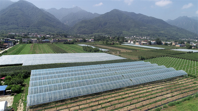 葡萄种植区搭建了避雨棚