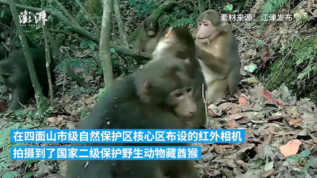 重庆首次！四面山发现野生藏酋猴族群