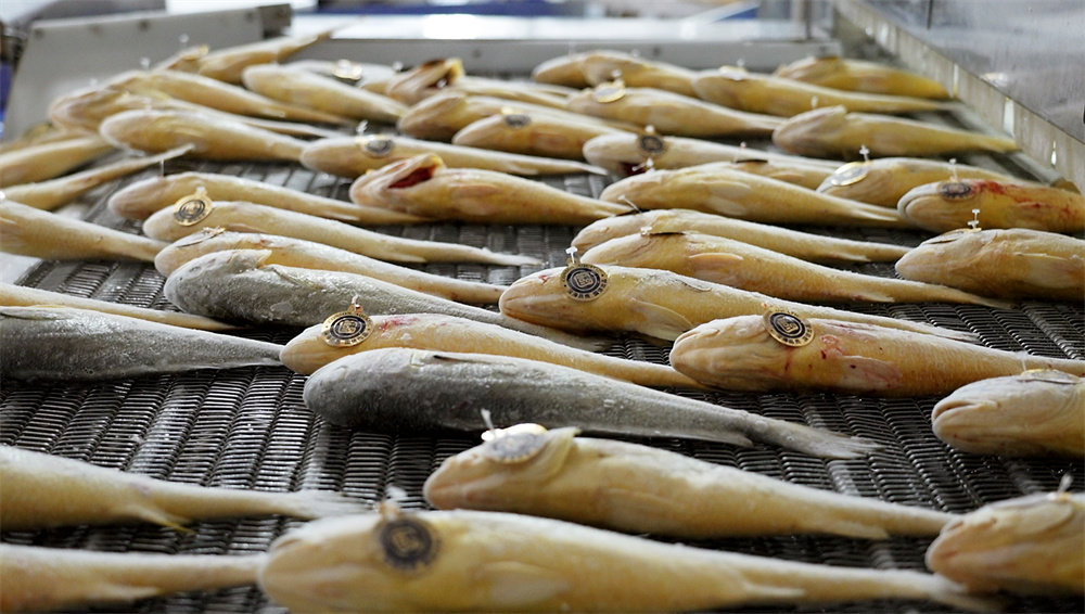 全球首款!“国信1号”工船养殖深海野游大黄鱼起鱼上市