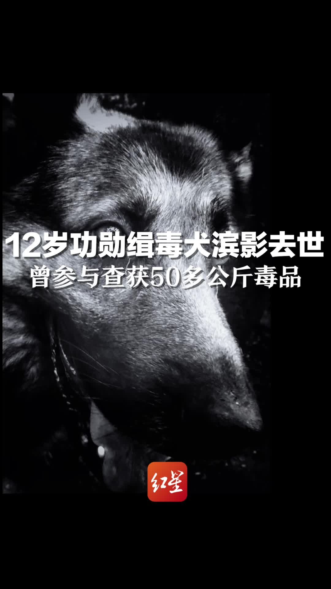 云南普洱12岁功勋缉毒犬滨影去世，曾参与查获50多公斤毒品