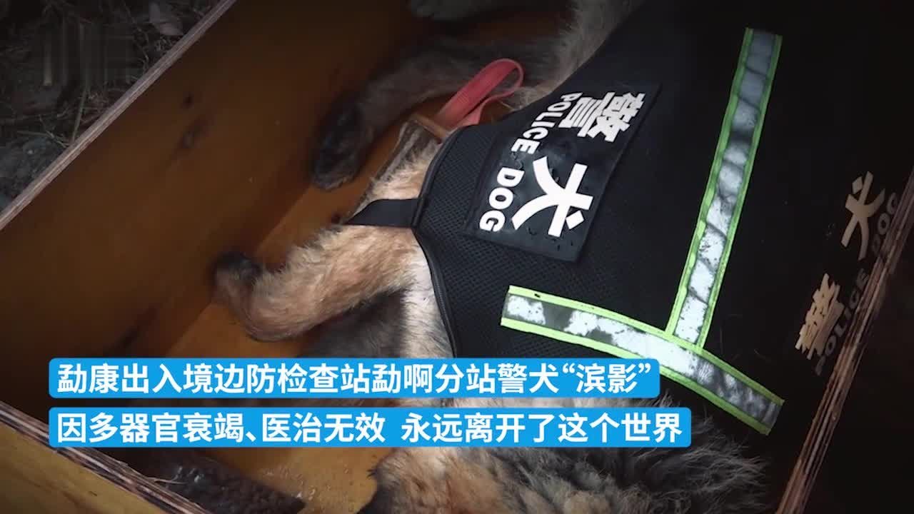 云南一功勋缉毒犬多器官衰竭离世，曾参与查获50多公斤毒品