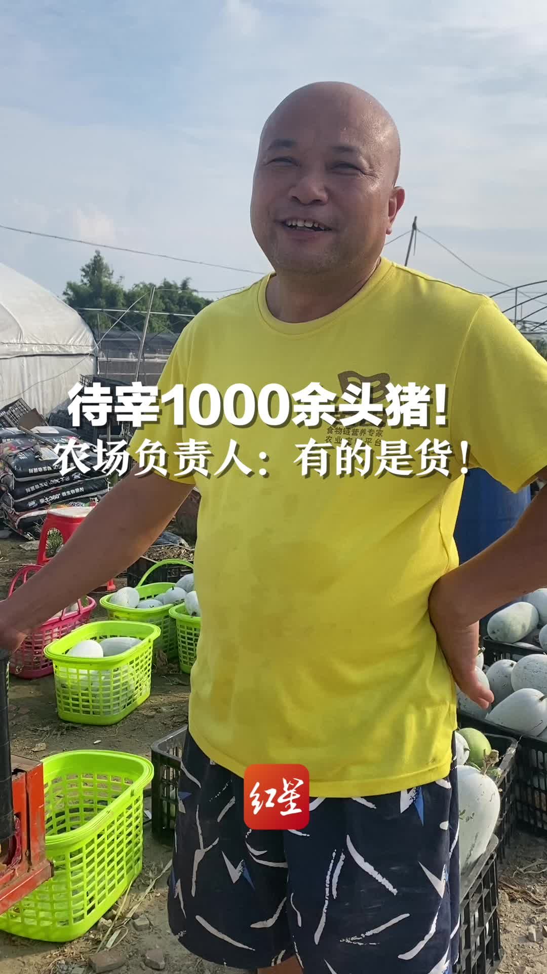 1000余头猪待宰！实地探访猪肉屠宰场及家庭农场，家庭农场负责人：量大，有的是货