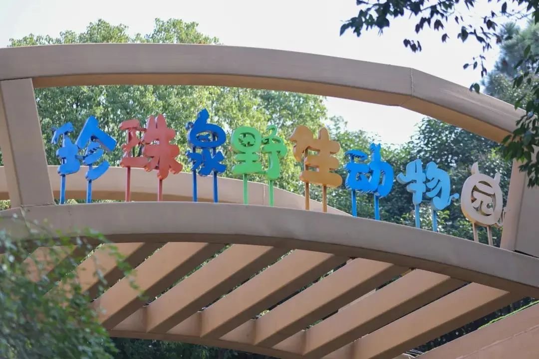 来到珍珠泉野生动物园,你可以邂逅美丽优雅梅花鹿,傲娇搞怪小羊驼