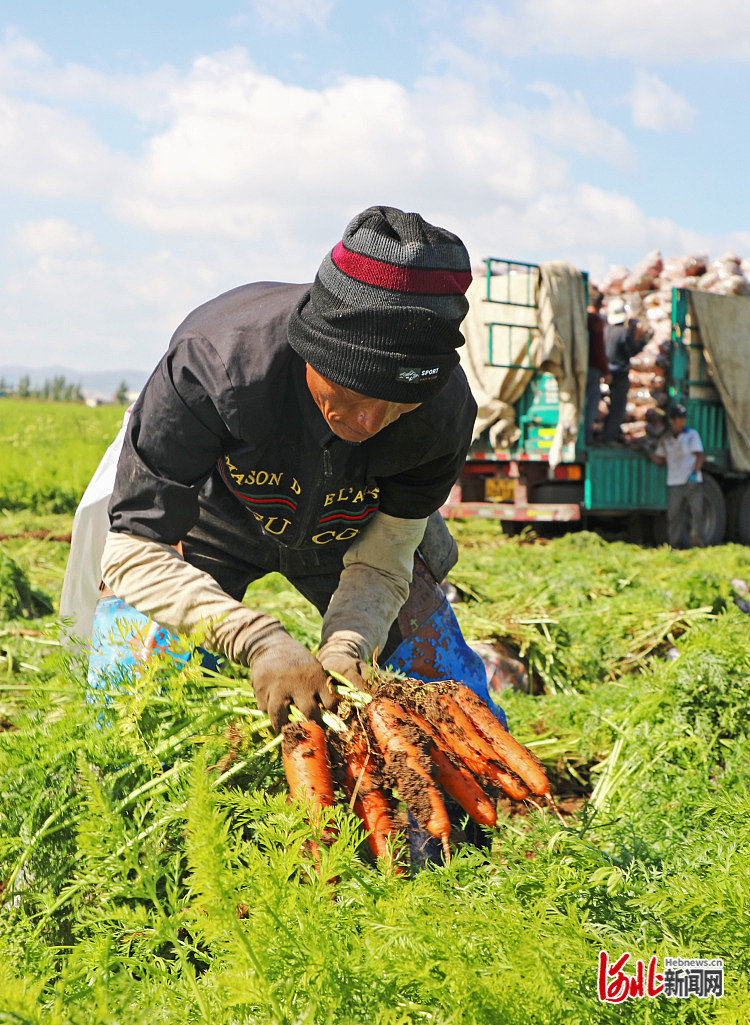 张家口塞北：万亩胡萝卜喜丰收2.jpg