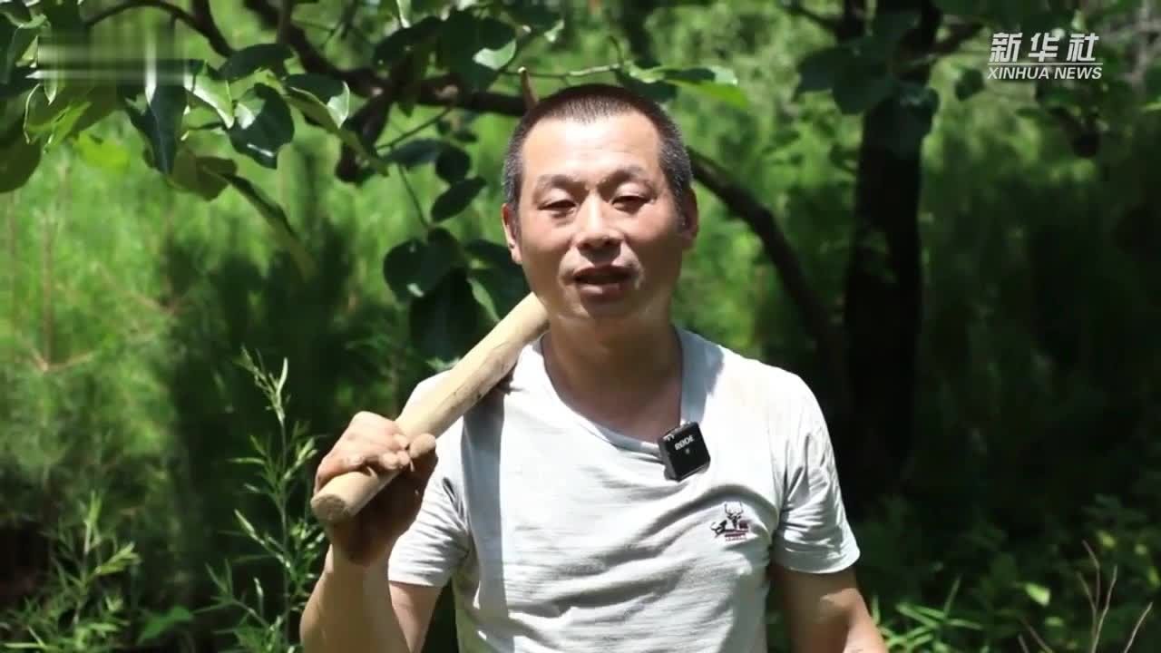 太行山上种树人：四十年，他种下20万棵树