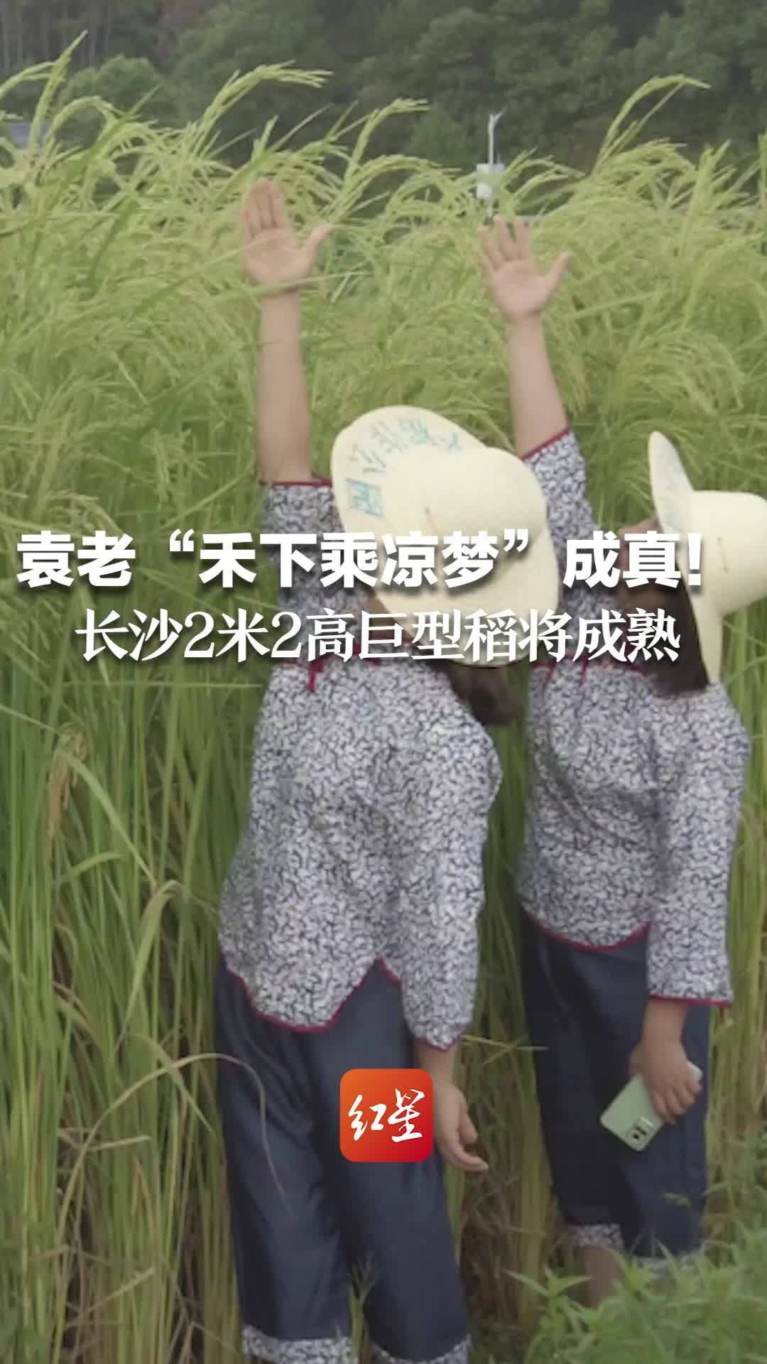 袁老的禾下乘凉梦成真了长沙2米2高巨型稻将进入成熟期