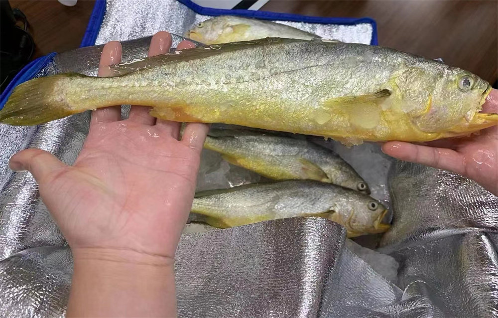 全球首款!“国信1号”工船养殖深海野游大黄鱼起鱼上市