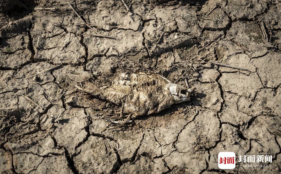8月23日，鄱阳湖庐山段，死鱼在干涸的河床上经暴晒脱水。摄影：杨峰
