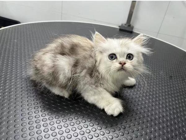 被拍卖的小蓝金猫