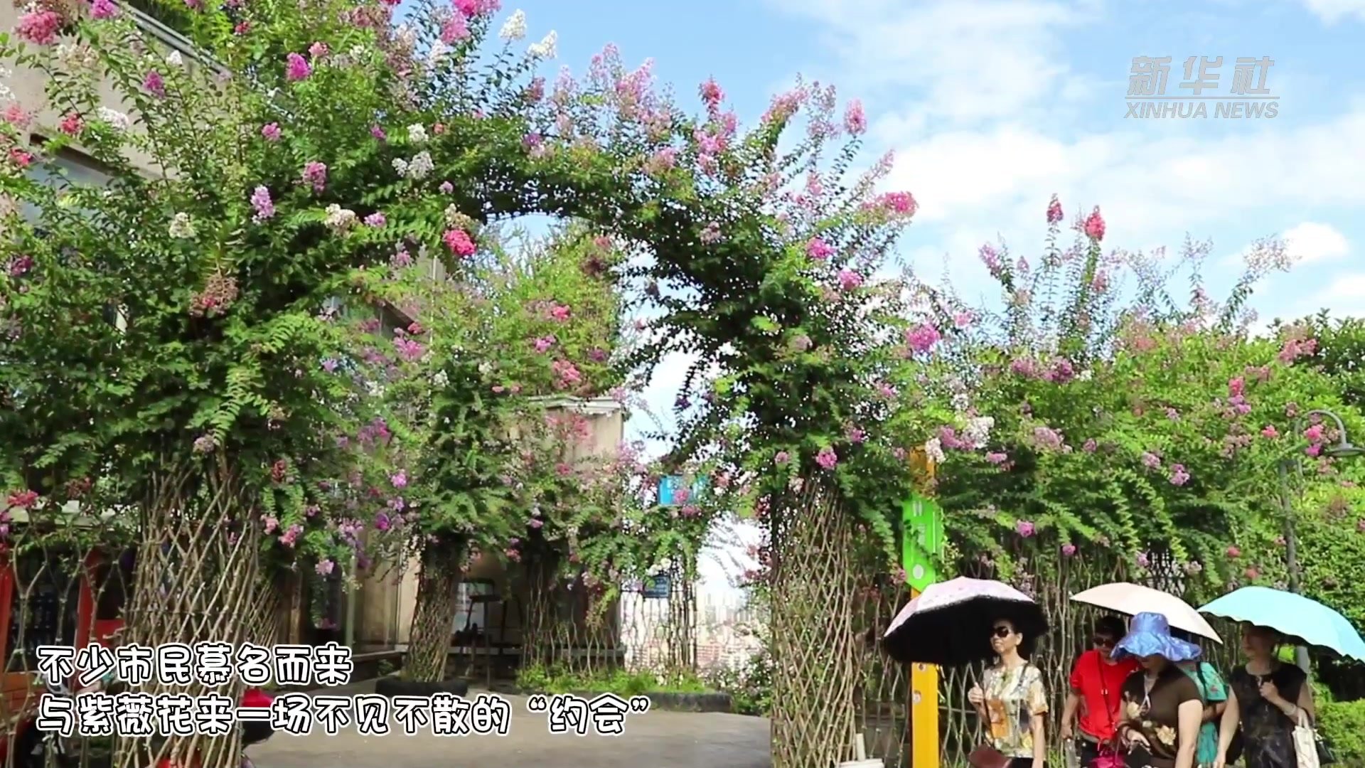 四季旅行｜邵阳双清：紫薇花开 姹紫嫣红惹人醉