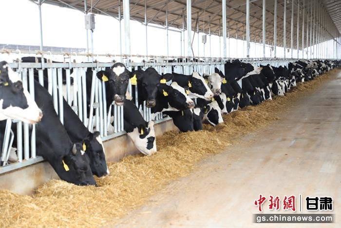 8月，甘肃德华牧业利用“活体奶牛抵押贷款”完成了牧场相关基础设施建设。甘州区委宣传部供图