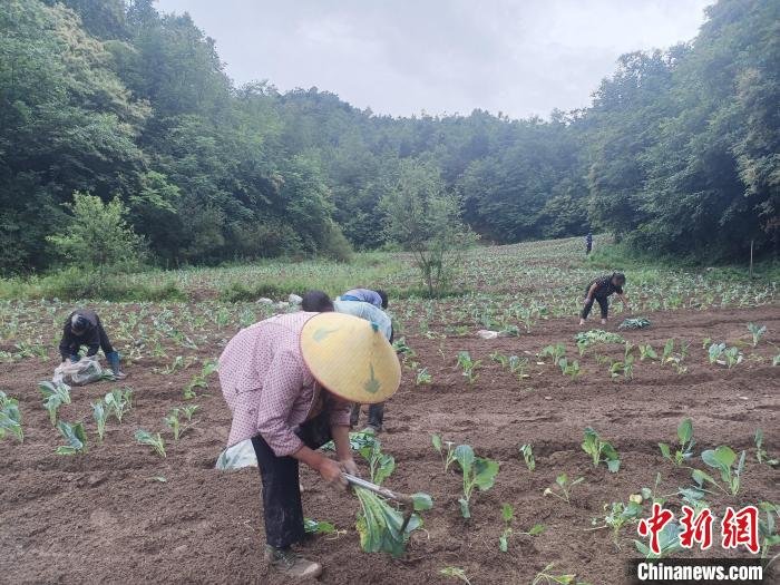 图为村民在地里干活。　段振枢 摄