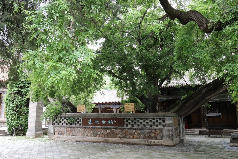 甘肃省天水市南郭寺内的千年古柏 新华社记者 文静 摄