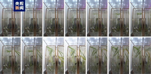 神十四航天员在轨“种菜” 问天舱实验植物已发芽:实拍公布