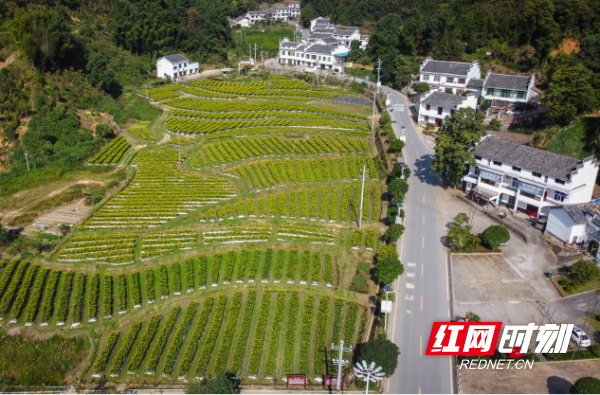 湖南省株洲市醴陵市枫林镇隆兴坳村。