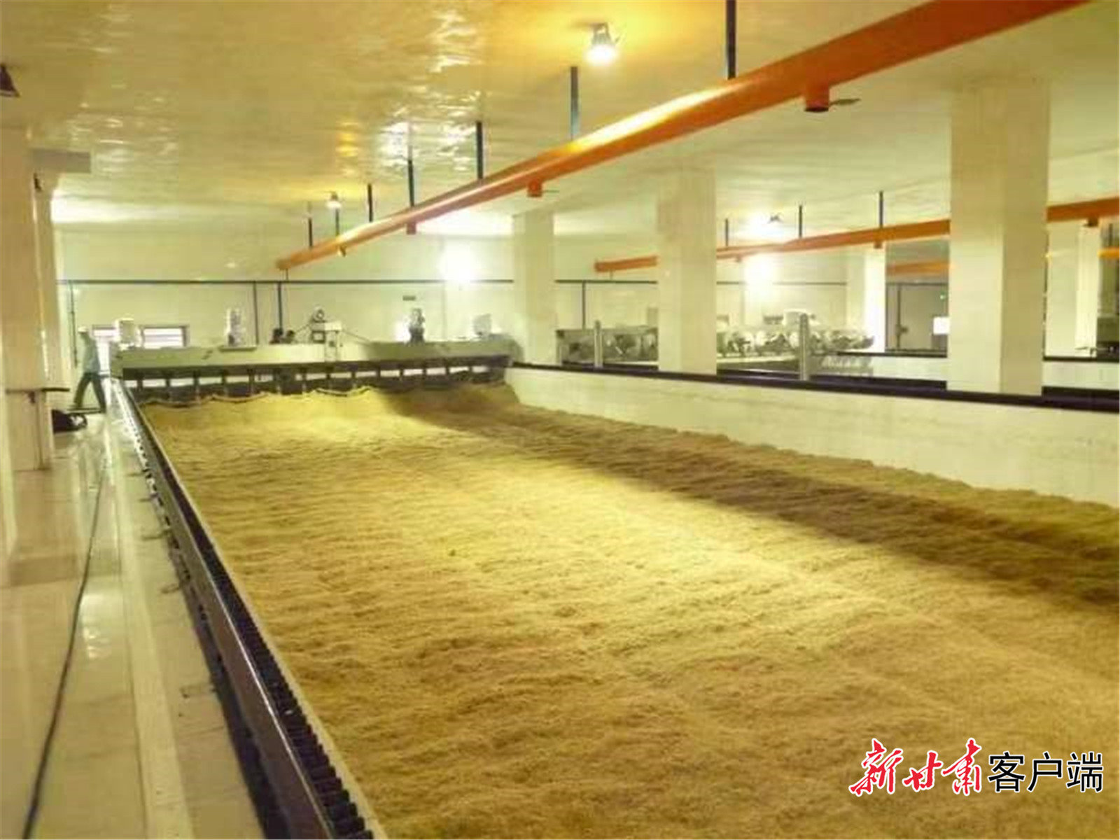 啤酒麦芽生产现场