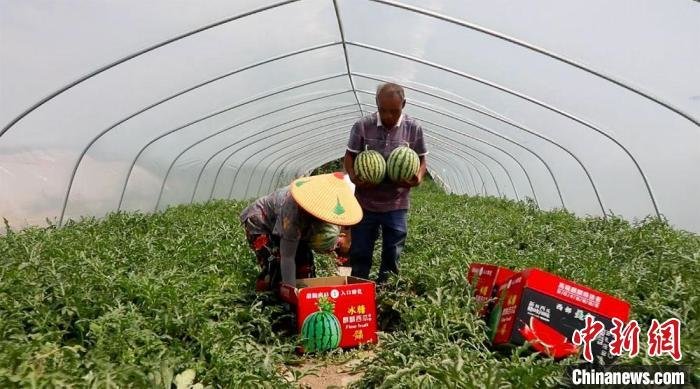 图为农户打理“麒麟”西瓜。(资料图) 凉州区委宣传部供图