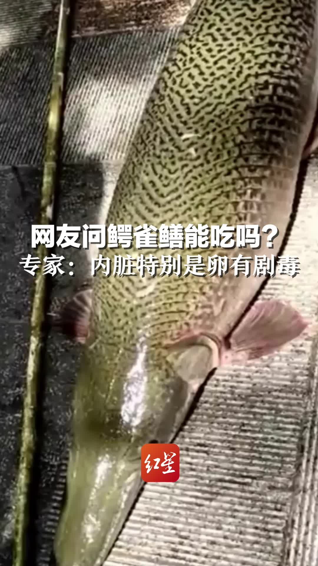 网友问鳄雀鳝能吃吗？专家：内脏特别是卵有剧毒，切勿随意放生或食用