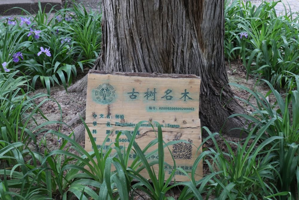 古树名木的二维码标识牌 新华社记者 文静 摄