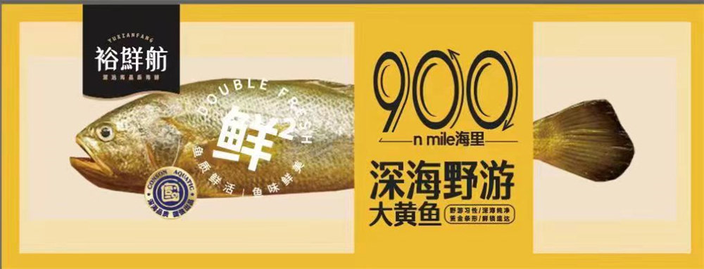全球首款!“国信1号”工船养殖深海野游大黄鱼起鱼上市