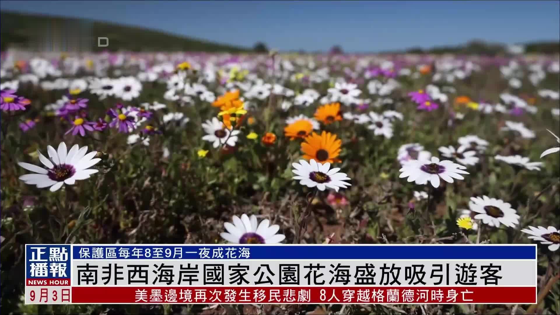 南非西海岸国家公园花海盛放吸引游客