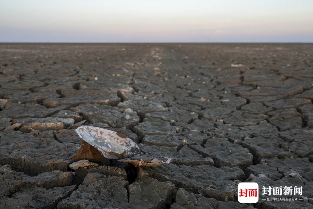 8月21日，鄱阳湖南矶山片区，大量河蚌在退水后的河床中死亡、腐臭。摄影：杨峰