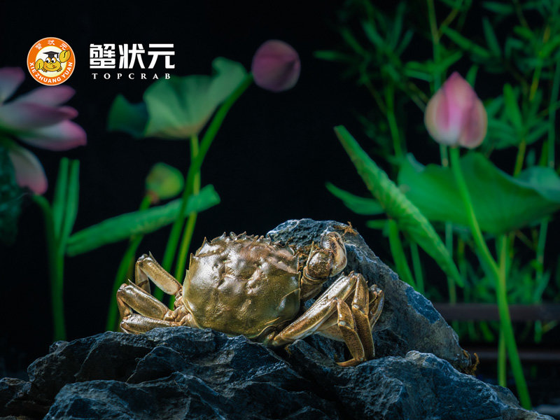 蟹状元6小时暂养法,大闸蟹鲜活到家!