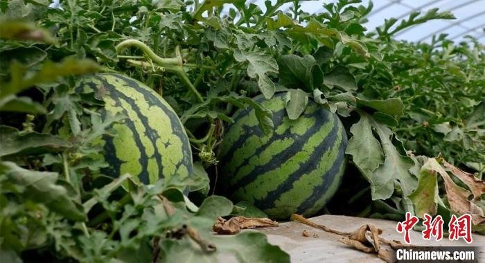 图为“麒麟”西瓜。(资料图) 凉州区委宣传部供图