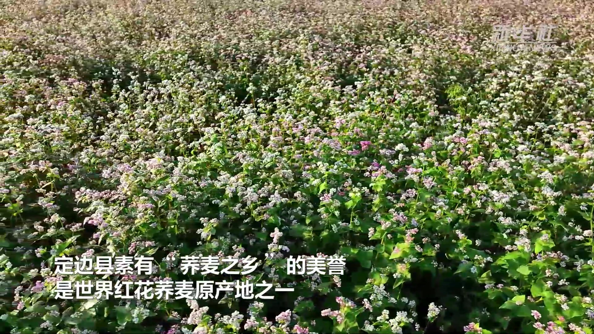 陕西定边99万亩荞麦花竞相绽放