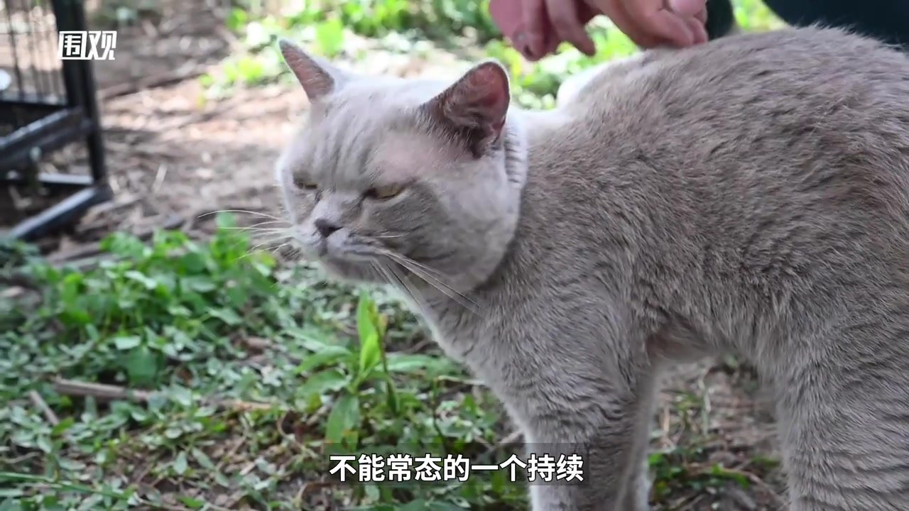 “猫岛”剧透！上海首个城市流浪猫基地成立，记者提前探营