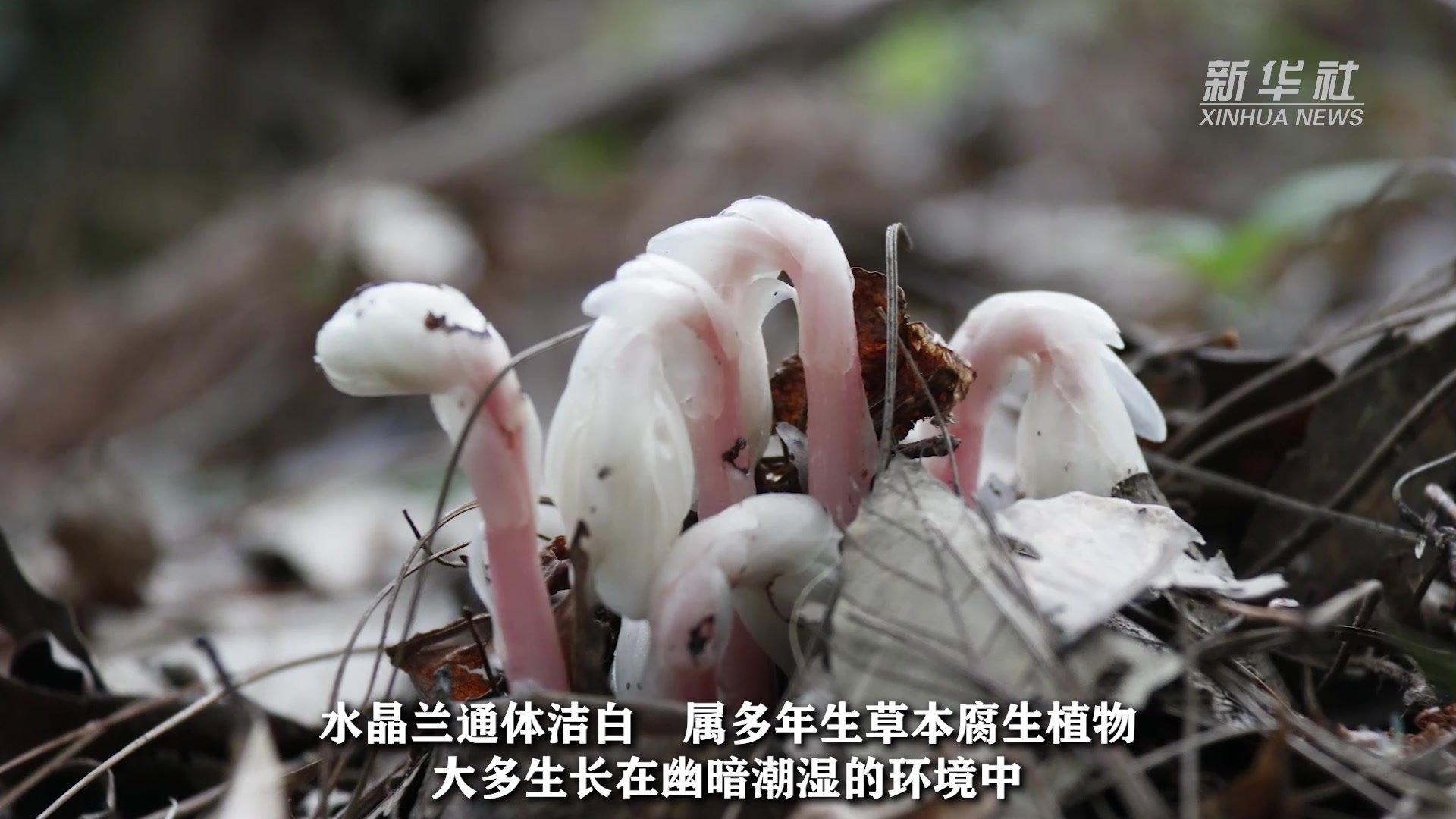 近危级珍稀植物水晶兰现身云南永仁