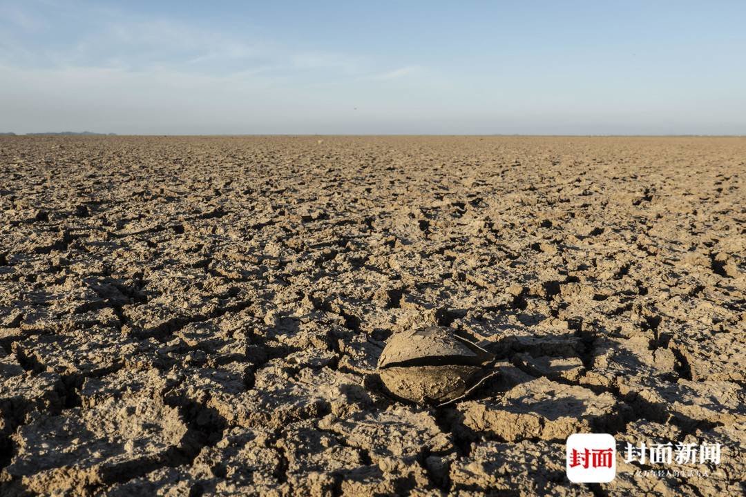 8月21日，鄱阳湖南矶山片区，干死的河蚌和干涸河床融为一色。摄影：杨峰