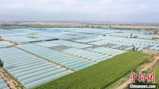 图为甘肃武威市凉州区丰乐镇今年建成的7100座钢架拱棚温室,全部种植着高品质“麒麟”西瓜。(资料图)凉州区委宣传部供图