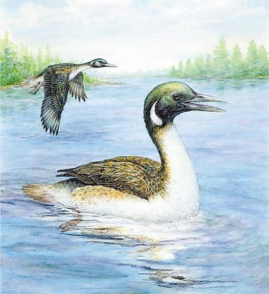 玉门甘肃鸟复原图