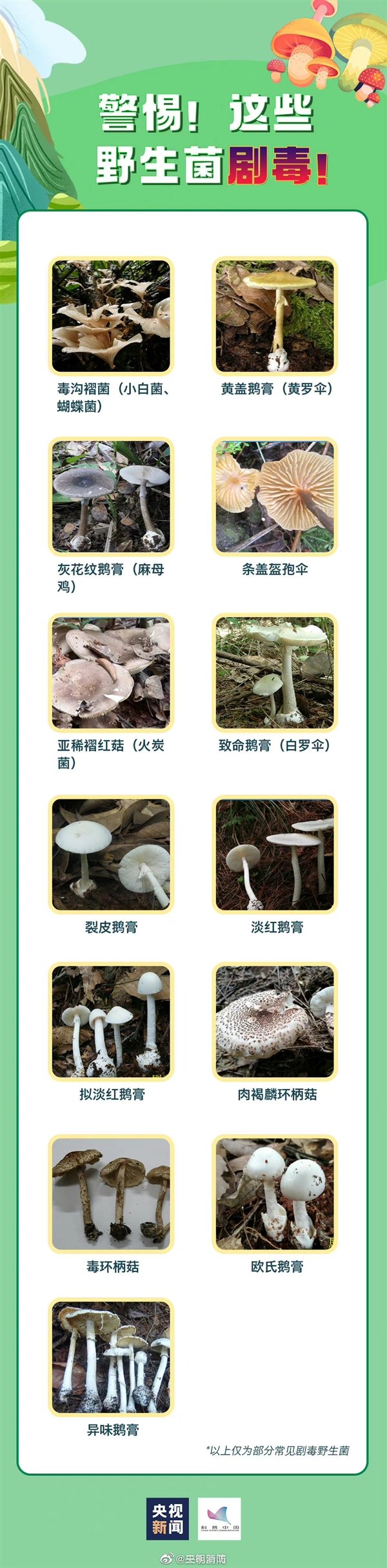 云南女子吃菌子遇地震头晕以为中毒：央视科普常见毒蘑菇都有哪些
