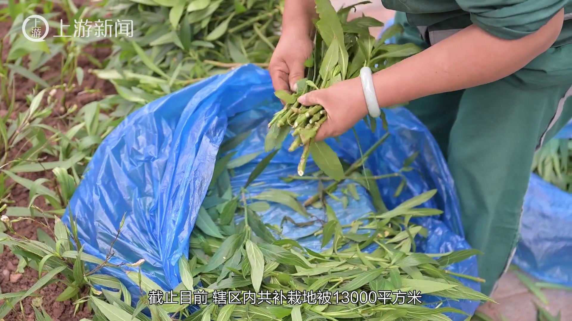 “抢救”花草树木 重庆加快旱后城市绿地恢复