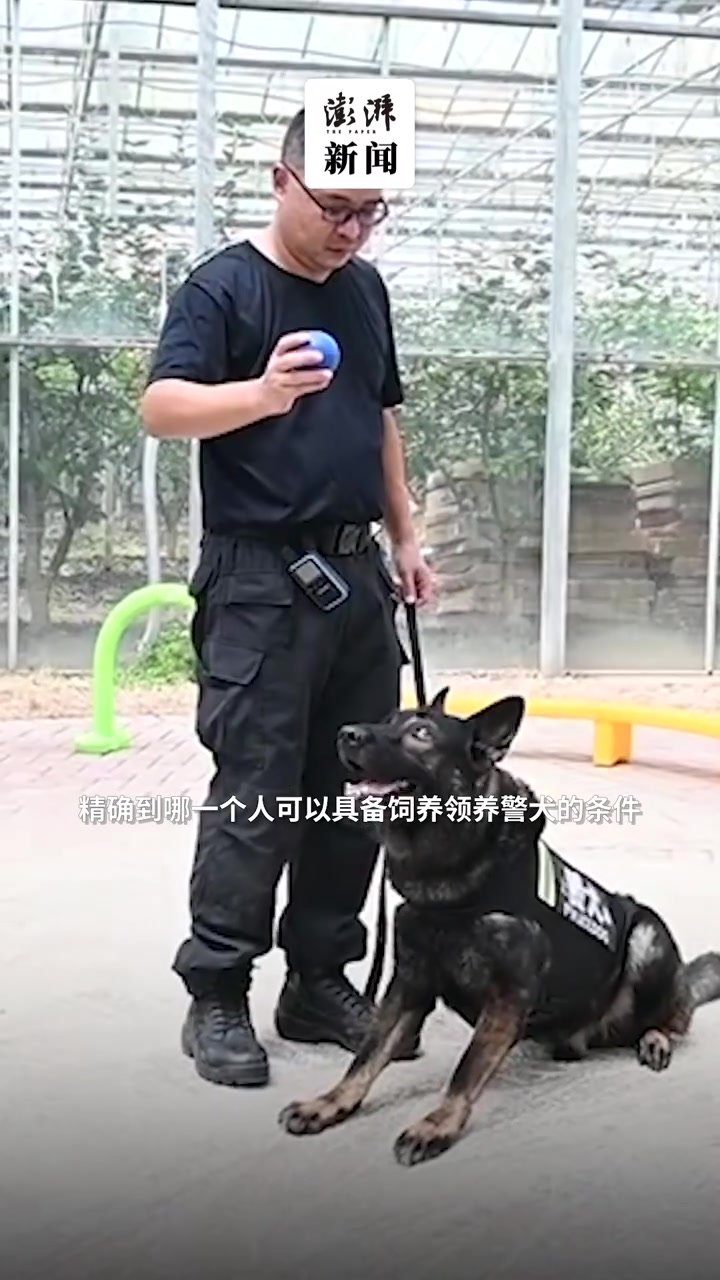 你想拥有一只警犬吗？上海首次发布退役警犬的公益领养项目