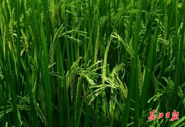 闹市田园稻花飞凤凰网湖北_凤凰网